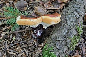 Lesklokorka jehličnanová - Ganoderma carnosum Pat. 1889