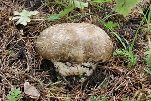 Klikni pro velký obrázek