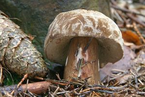 Hřib nachovýtrusý - Tylopilus porphyrosporus (Fr. & Hök) A.H. Sm. & Thiers 1971