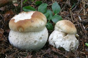 Hřib smrkový - Boletus edulis Bull. 1782