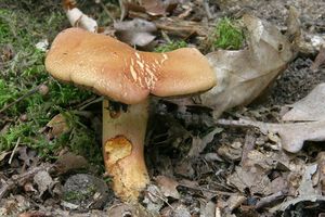 Hřib meruňkový - Rheubarbariboletus armeniacus (Quél.) Vizzini, Simonini & Gelardi