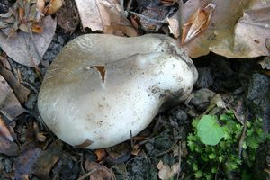 Baňka velkokališná - Sarcosphaera coronaria (Jacq.) J. Schröt.