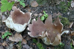 Baňka velkokališná - Sarcosphaera coronaria (Jacq.) J. Schröt.