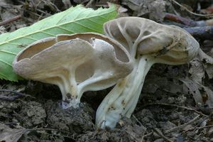 Chřapáč žebernatý - Helvella costifera  Nannf. 1953