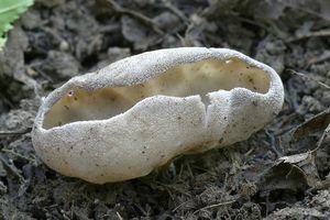 Chřapáč žebernatý - Helvella costifera  Nannf. 1953