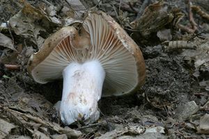 Holubinka černající - Russula nigricans Fr. 1838