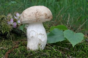 Kozák topolový - Leccinum duriusculum (Schulzer ex Kalchbr.) Singer 1947