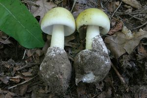 Muchomůrka zelená - Amanita phalloides (Vaill. ex Fr.) Link 1833