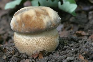 Hřib dubový - Boletus reticulatus Schaeff. 1774