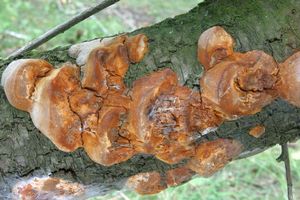 Ohňovec ovocný - Phellinus pomaceus (Pers.) Maire