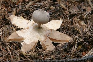 Hvězdovka dlouhokrká - Geastrum pectinatum  Pers. (1801)