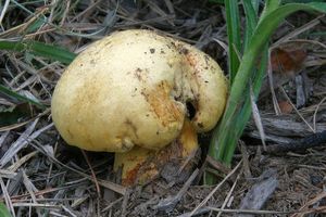 Hřib sírový - Buchwaldoboletus sphaerocephalus (Barla) Watl