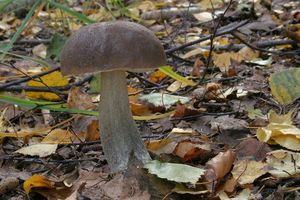 Klikni pro velký obrázek