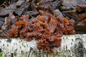 Rosolovka listovitá - Tremella foliacea Pers. 1800