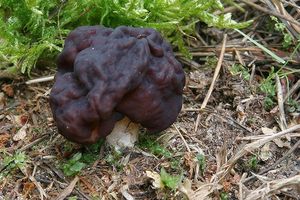 Klikni pro velký obrázek