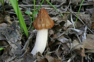 Klikni pro velký obrázek