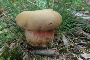 Klikni pro velký obrázek