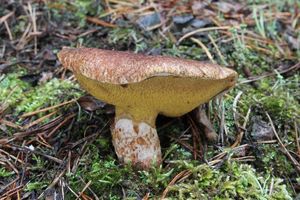 Klikni pro velký obrázek