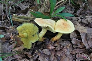 Klikni pro velký obrázek