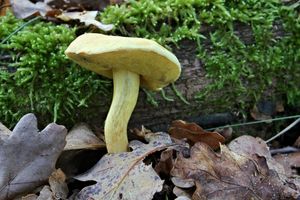 Klikni pro velký obrázek