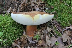 Klikni pro velký obrázek