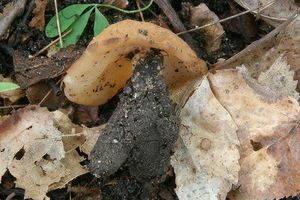 Destice žlutavá - Gyromitra leucoxantha (Bres.) Harmaja, (1969)