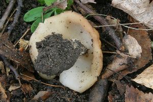 Destice žlutavá - Gyromitra leucoxantha (Bres.) Harmaja, (1969)