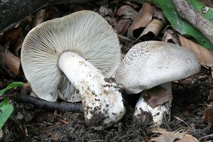 Čirůvka tygrovaná - Tricholoma pardinum (Pers.) Quél. 1873