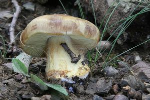 Pavučinec elegantní - Cortinarius elegantior (Fr.) Fr. 1838