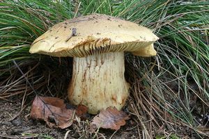 Pavučinec elegantní - Cortinarius elegantior (Fr.) Fr. 1838