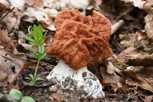 Ucháč svazčitý - Gyromitra fastigiata (Krombh.) Rehm