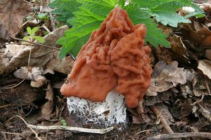 Ucháč svazčitý - Gyromitra fastigiata (Krombh.) Rehm