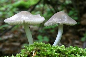 Helmovka sněhonohá - Mycena niveipes (Murrill) Murrill 1916