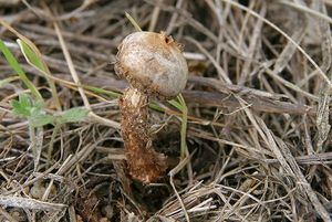 Palečka brvitá - Tulostoma fimbriatum Fr. 1829