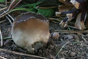 Chřapáč kalíškovitý - Helvella leucomelaena  (Pers.) Nannf. 1941