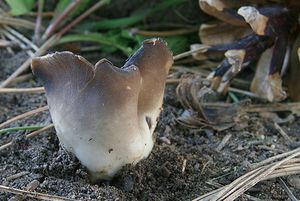 Chřapáč kalíškovitý - Helvella leucomelaena  (Pers.) Nannf. 1941