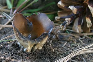 Chřapáč kalíškovitý - Helvella leucomelaena  (Pers.) Nannf. 1941