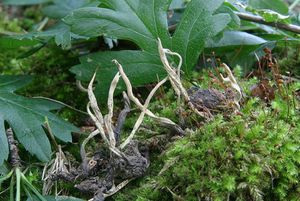 Dřevnatka hlohová - Xylaria oxyacanthae Tul. & C. Tul. 1863