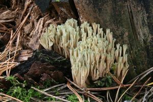 Kuřátka nazelenalá - Ramaria apiculata ( Fr.) Donk.