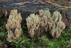 Kuřátka nazelenalá - Ramaria apiculata ( Fr.) Donk.