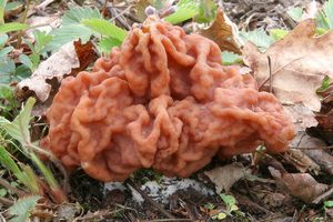 Ucháč svazčitý - Gyromitra fastigiata (Krombh.) Rehm