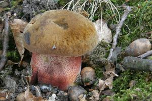 Klikni pro velký obrázek