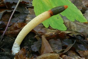 Klikni pro velký obrázek