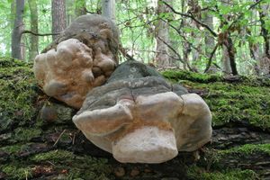 Ohňovec statný - Phellinus robustus (P.Karst.) Bourdot et Galz