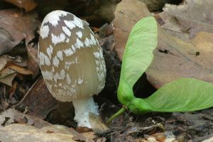 Hnojník strakatý - Coprinus picaceus