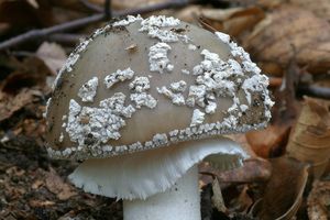 Muchomůrka šedivka - Amanita excelsa (Fr.) Bertill.  in Dechambre 1866