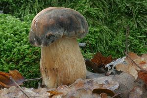 Hřib bronzový - Boletus aereus  Bull. 1789