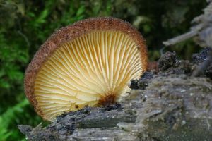 Trepkovitka šafránová - Crepidotus crocophyllus (Berk.) Sacc. 1887