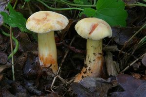 Hřib meruňkový žlutavý - Rheubarbariboletus armeniacus (Quél.) Vizzini, Simonini & Gelardi, in Vizzini 2015