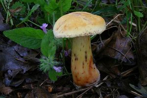 Hřib meruňkový žlutavý - Rheubarbariboletus armeniacus (Quél.) Vizzini, Simonini & Gelardi, in Vizzini 2015